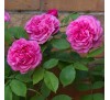 Роза Гертруда Джекилл (Gertrude Jekyll)